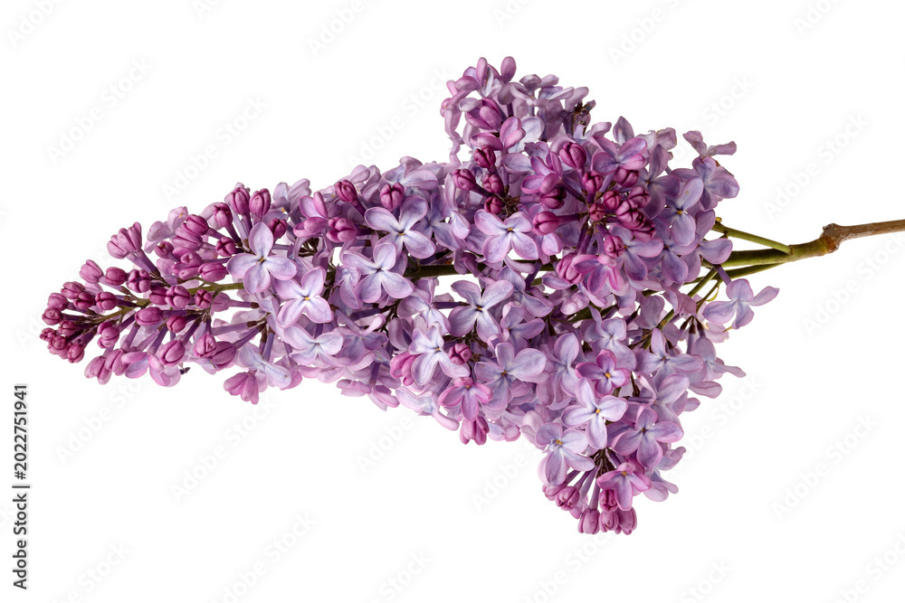 Obraz premium Lilac blossoms. Branch with beautiful flowers isolated on white
