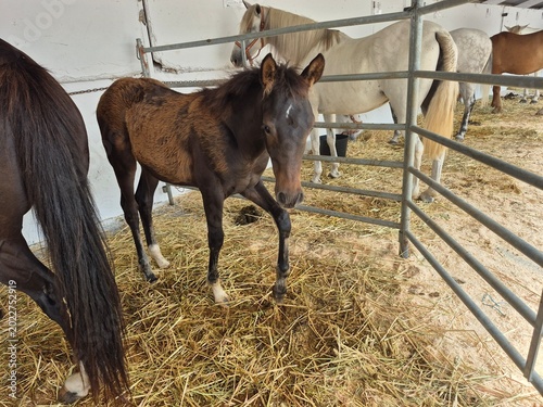 Photos Caballo