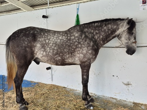 фотографія Caballo