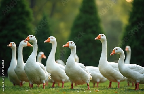 Flock of white domestic geese stands on green grass outdoors. Birds have orange beaks and white feathers. Trees in blurred background at sunny day. Rural farm life scene.
