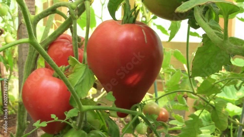 red and green tomatoes growing in greenhouse. macro 