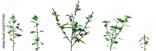 Set of Amaranthus viridis and Stellaria media flowering frontal isolated png on a transparent background perfectly cutout high resolution