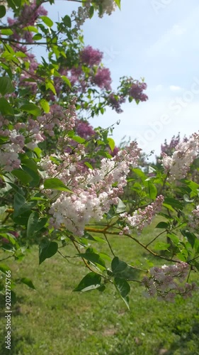 Blooming white and pink lilac branches in sunny spring garden, vertical 4K