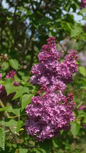 Slow motion close up of purple lilac flowers blooming in spring garden, vertical 4K