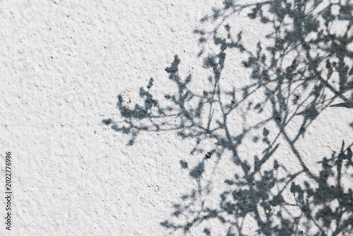 Delicate shadow silhouette of summer plant branches and leaves on textured white plaster wall