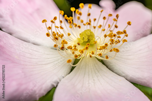 Extreme macro close-up of wild rose Rosa canina flower center with yellow pistil, orange stamens and pink petals, botanical and floral detail photography.