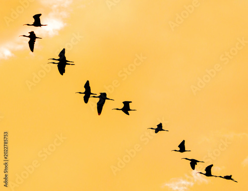 Canvas Print Flock of Glossy Ibis (Çeltikçi) flying in silhouette against a dramatic golden sunset sky, Antalya