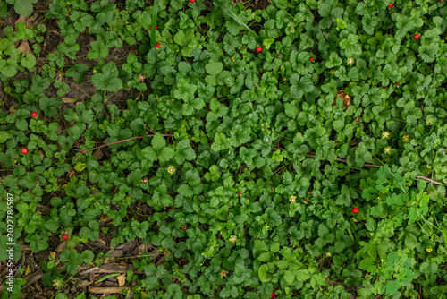 Dense green strawberry leaves with small ripe red berries on forest floor, low angle top down view of wild plants and soil.

