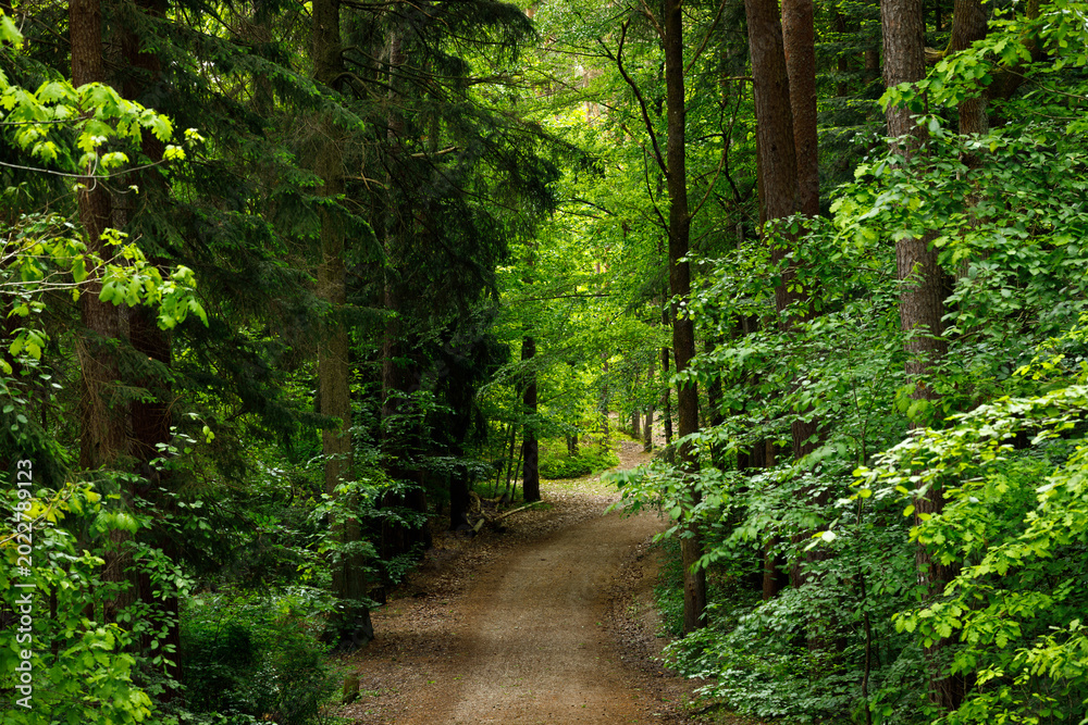 Obraz premium Forest Path in Fairytale Woodland – Moody Pine and Spruce Summer Landscape Background