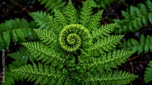 Unfurling Green Fern Frond With Dew