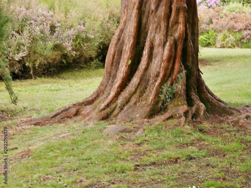 Obraz premium Urweltmammutbaum (Metasequoia glyptostroboides) in Bournemouth