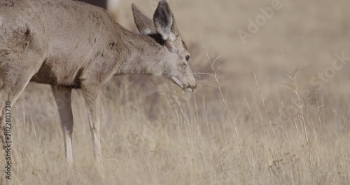 Deer in Mountains Grazing in Sunshine
