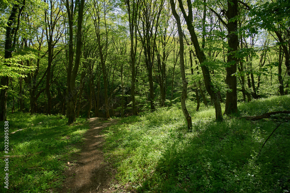 Fototapeta premium Lush spring forest with winding path