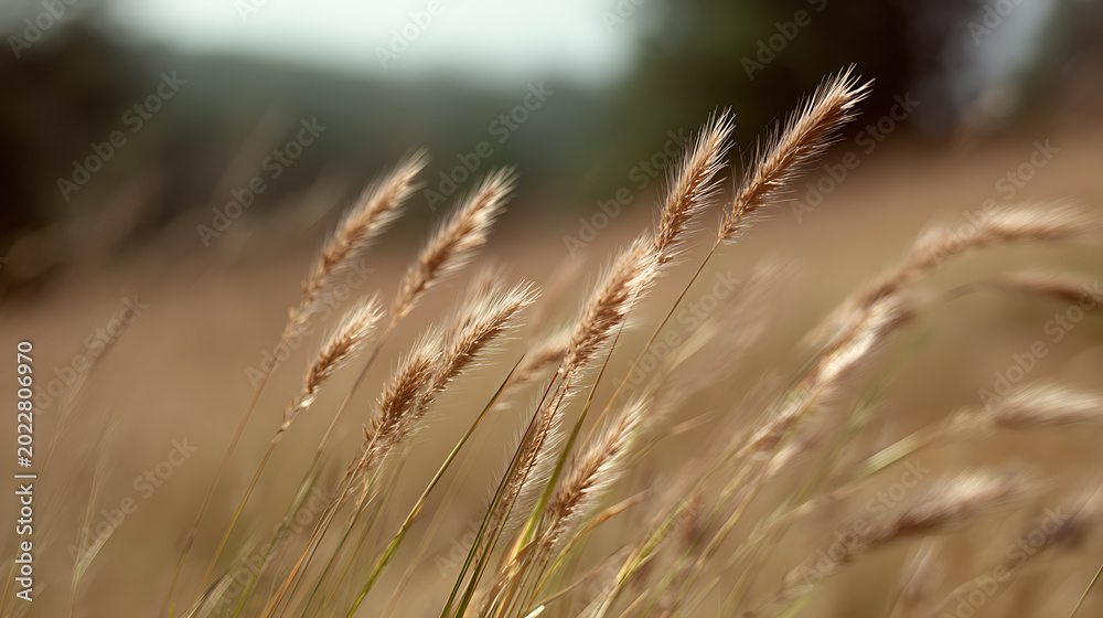 Fototapeta premium Golden grain stalks sway gently in a sunlit field, showcasing the beauty of natural outdoor environments and agricultural abundance at sunset