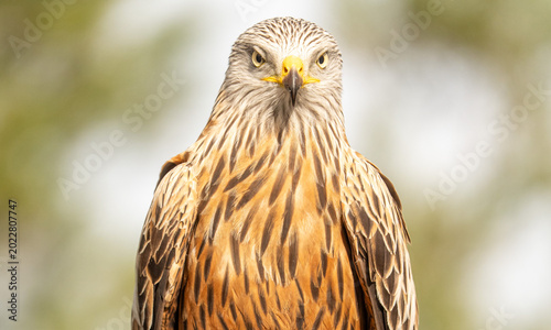 Red kite (Milvus milvus) photographed in Spain