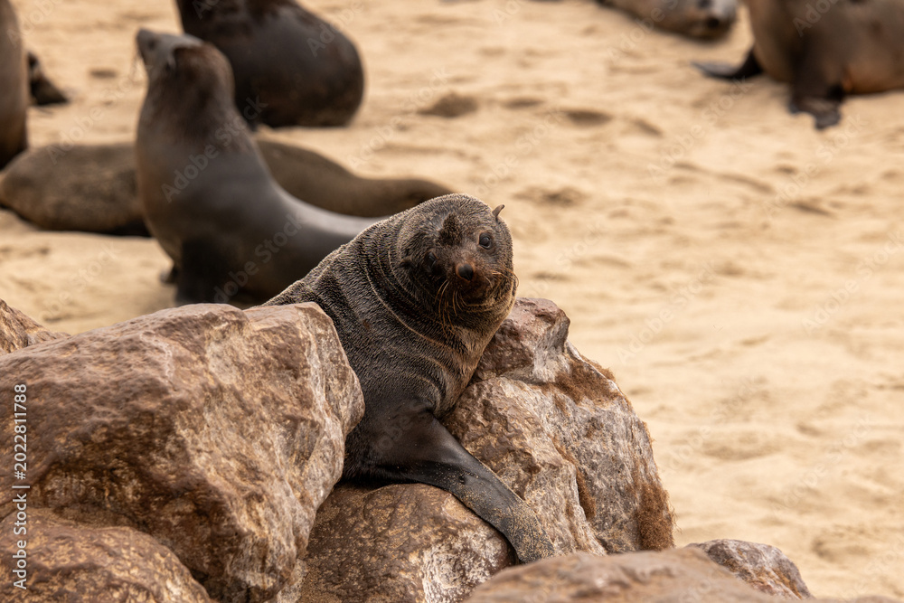 Fototapeta premium Otaries sur la pointe du Cape Cross région de Kunene Namibie