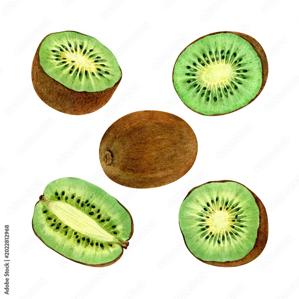 Fototapeta premium A set of watercolor illustrations of kiwi fruit. Tropical fruit drawings, organic designs, fresh kiwi illustrations, and healthy food illustrations.