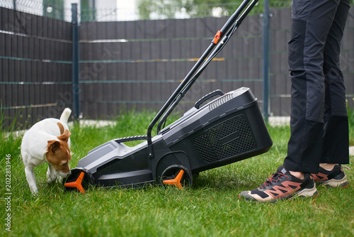 Canvas-taulu Small dog sniffs lawn mower near person standing on backyard grass