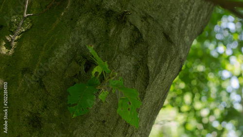 фотографія Young twig growing from the big tree