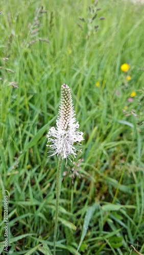 Blooming Plantago media in a natural meadow