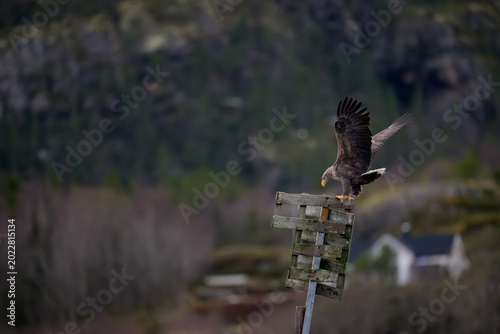 Norwegian white-tailed eagle (Haliaeetus albicilla)