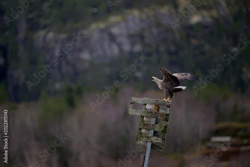 Norwegian white-tailed eagle (Haliaeetus albicilla)