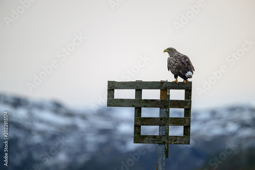 Norwegian white-tailed eagle (Haliaeetus albicilla)