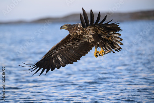 Norwegian white-tailed eagle (Haliaeetus albicilla)