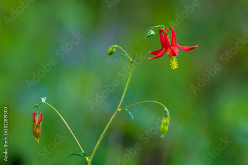 Photos Western Columbine (Aquilegia formosa) detail.