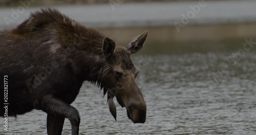 Wild Moose in lake drinking water