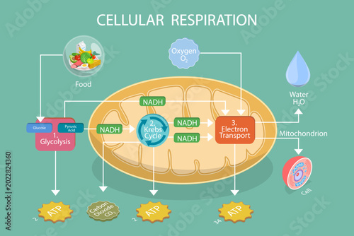 3D Isometric Flat Vector Illustration of Cellular Respiration, Displaying Glycolysis, Krebs Cycle, And Electron Transport Chain