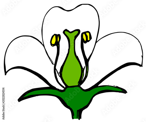 Obraz na płótnie Blank flower diagram with reproductive organs for education