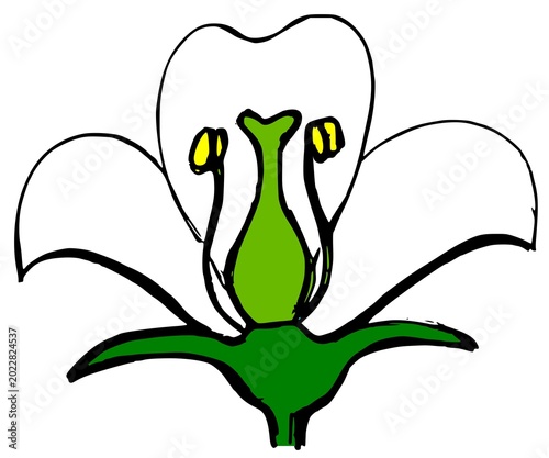 Fotografie Blank flower diagram with reproductive organs for education