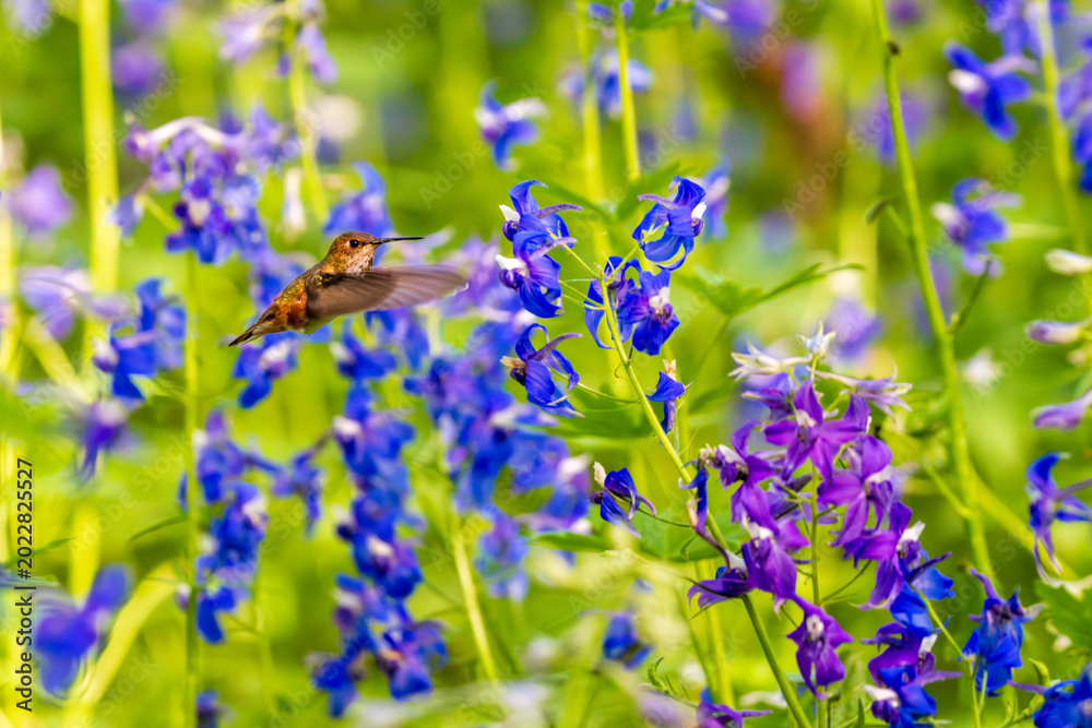Fototapeta premium Rufous Hummingbird (Selasphorus rufus) feeding in Larkspur (Delphinium sp).