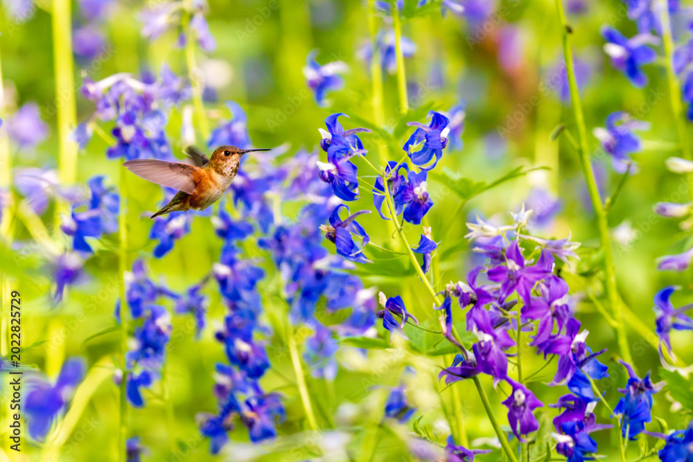 Fototapeta premium Rufous Hummingbird (Selasphorus rufus) feeding in Larkspur (Delphinium sp).
