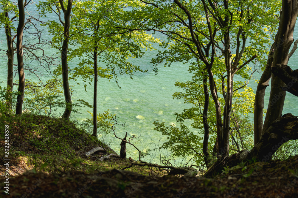 Fototapeta premium Turquoise Baltic Sea water and submerged stones seen through green beech forest from a coastal cliff path in Jasmund National Park, Rugen Island, Germany