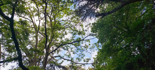 Foto Vista de ángulo bajo de frondosas copas de árboles verdes bajo un cielo azul con