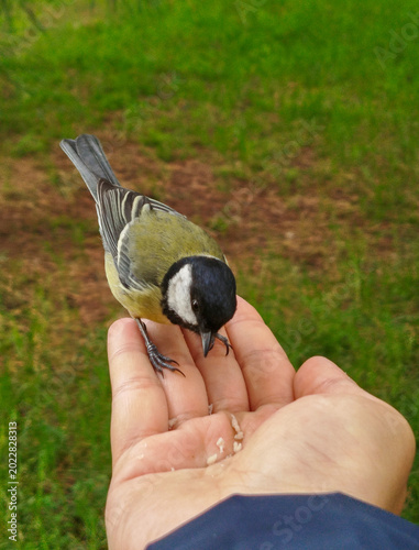 Un primer plano de un carbonero común posado en una mano humana y comiendo semillas sobre un fondo de césped