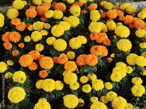 Flores caléndulas de color amarillo y naranja en un jardín exterior
