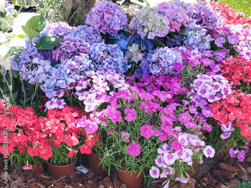 Conjunto de macetas con hortensias azules y flores de colores en un jardín
