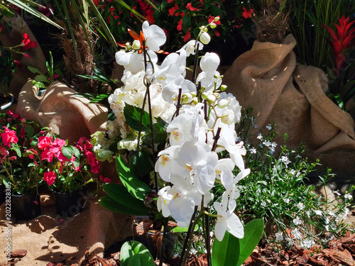 Orquídeas blancas en maceta decorada con tela de arpillera en un jardín exterior