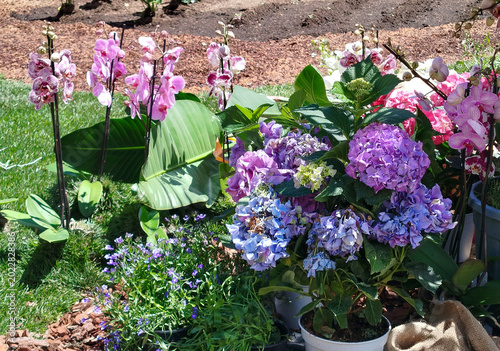 Varias macetas con hortensias moradas y otras plantas con flores en un jardín exterior