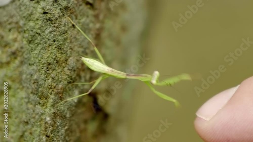 A close-up of a tiny green Asian praying mantis running on a man’s hand trying to make friends with the tourist visiting the Truc Lam Zen the largest Buddhist monastery in Da Lat, Vietnam
