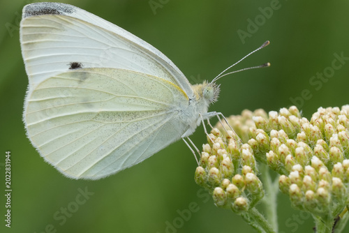 Closeup on a European Small white butterfly , Pieris rapae on an unopened yarrow flowerhead