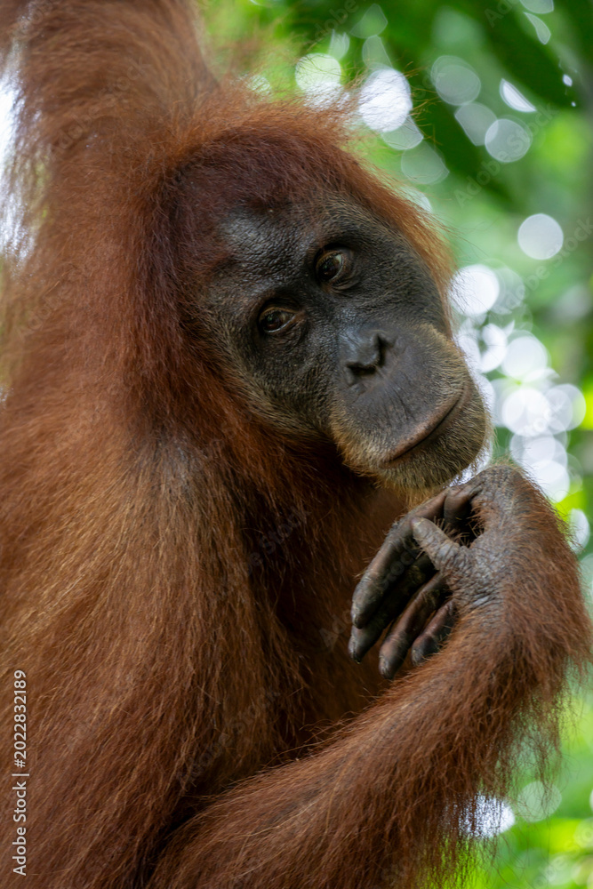 Fototapeta premium Sumatran Orangutan Female Portrait Clasping Hands with Thoughtful Expression in Rainforest