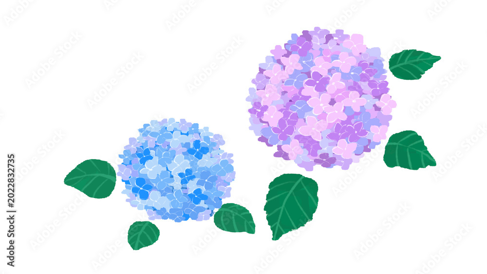 Fototapeta premium あじさいの花のイラスト素材