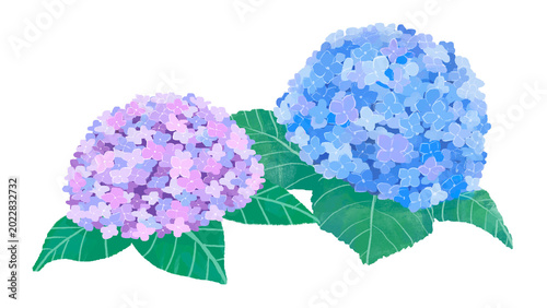 紫陽花の水彩風イラストのセット