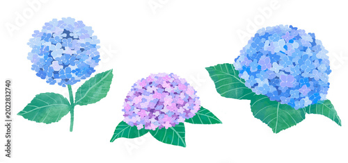 紫陽花のイラストのセット　青と紫　水彩