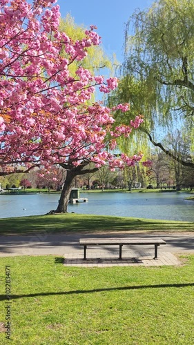 Boston Public Garden Pond with Cherry Blossoms and Willow Trees on Sunny Spring Day