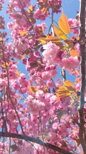 Blooming Pink Cherry Blossom Branches Against Bright Blue Spring Sky in Boston Park